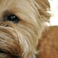 But In Dog Years, I’m Barely Nine Years Old…