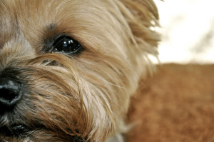 Dog Years, Dog Photo